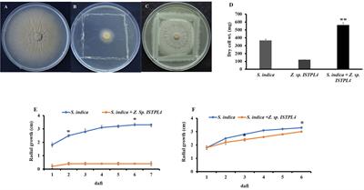 Interaction studies of Serendipita indica and Zhihengliuella sp. ISTPL4 and their synergistic role in growth promotion in rice